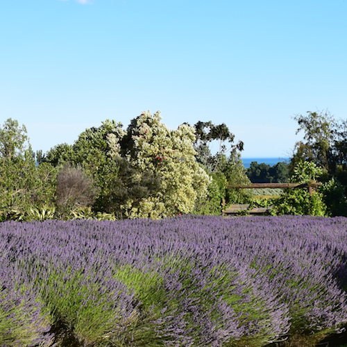 Lavendyl Lavender Farmで紫色に咲くラベンダーと庭の木々