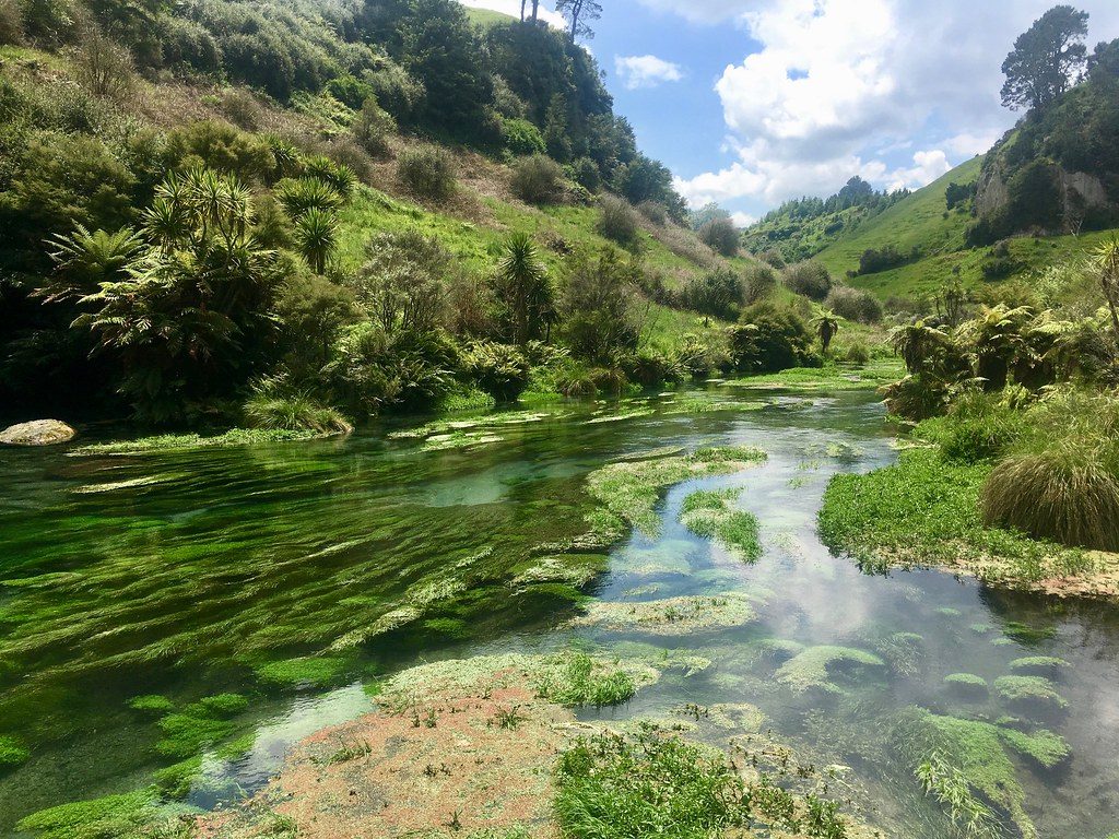 透明な青緑色の水と水草が見えるTe Waihou WalkwayのBlue Spring