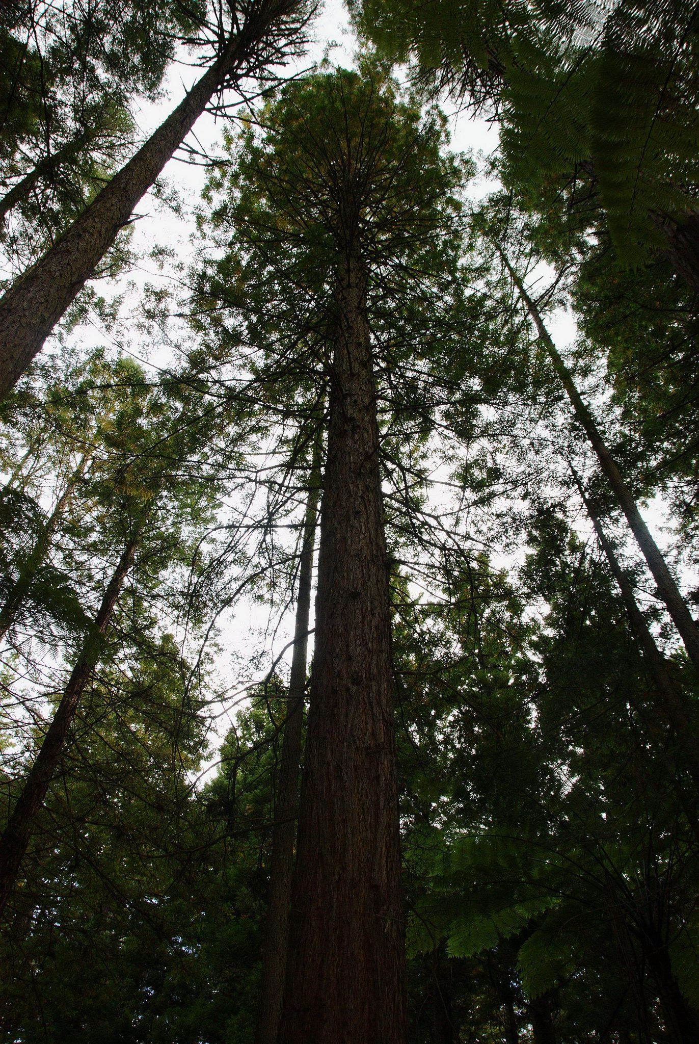 Whakarewarewa Forestにまっすぐ並ぶカリフォルニア・レッドウッドの巨木