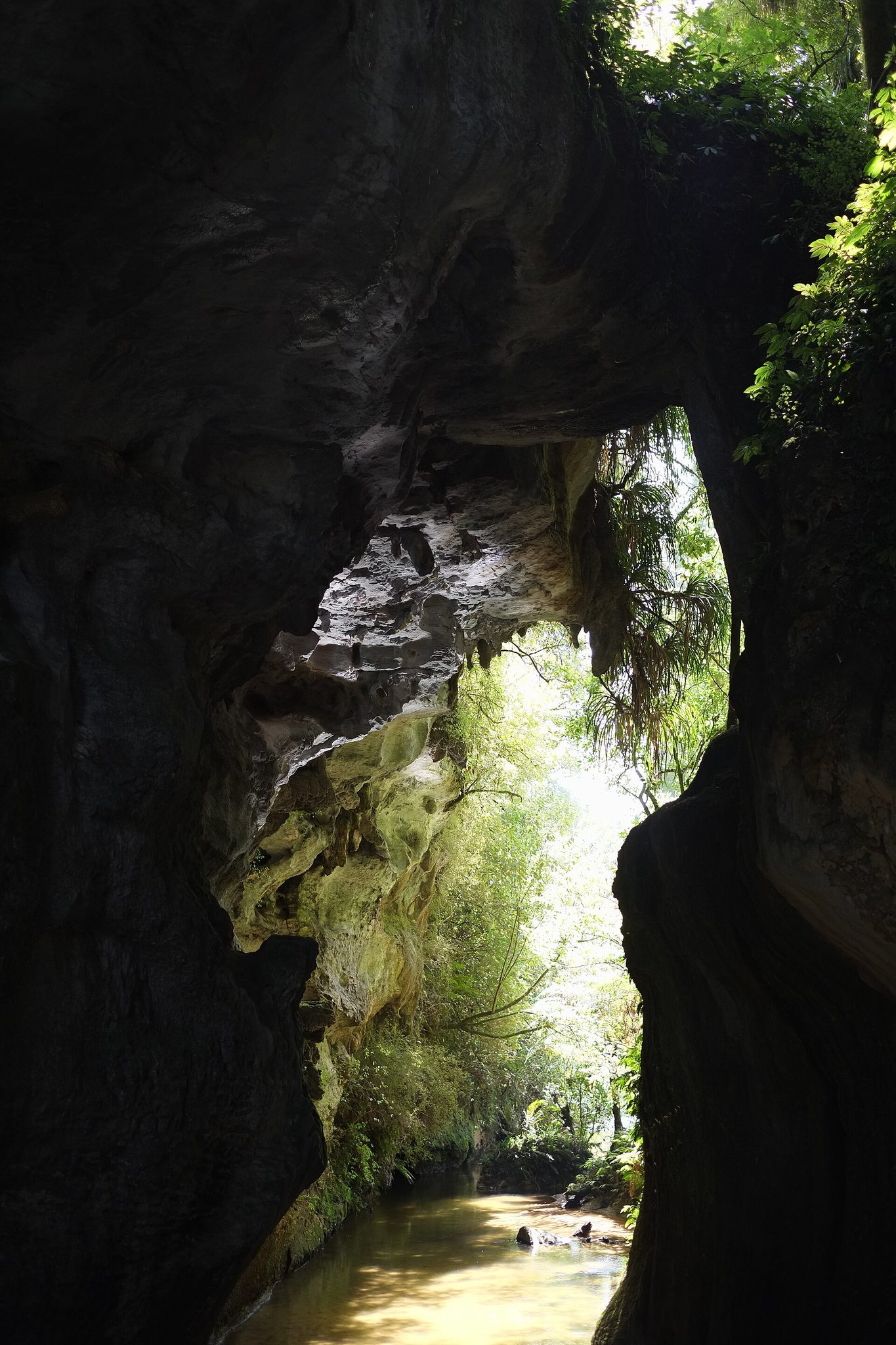 Mangapohue Natural Bridgeの石灰岩アーチと、その下を流れる小川