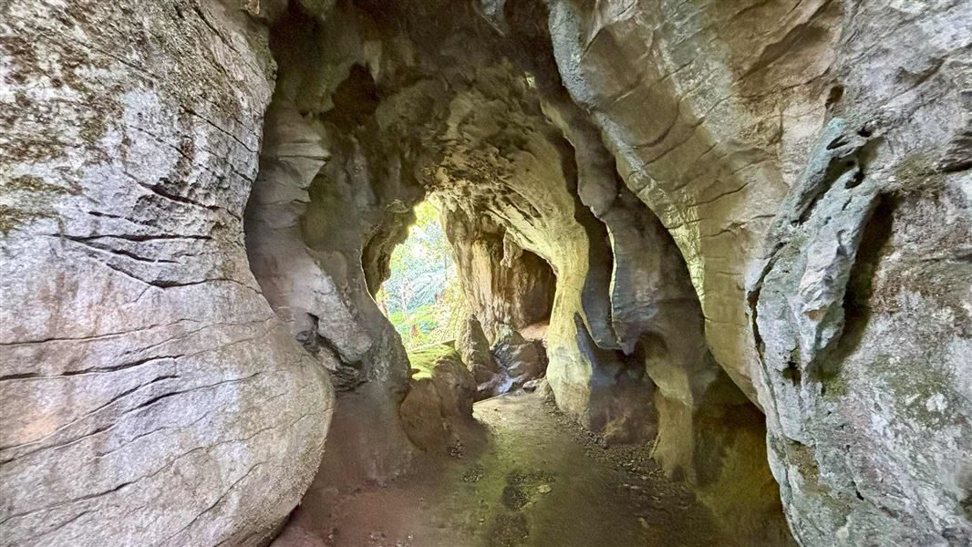 Ruakuri Walkにある石灰岩の天然トンネル