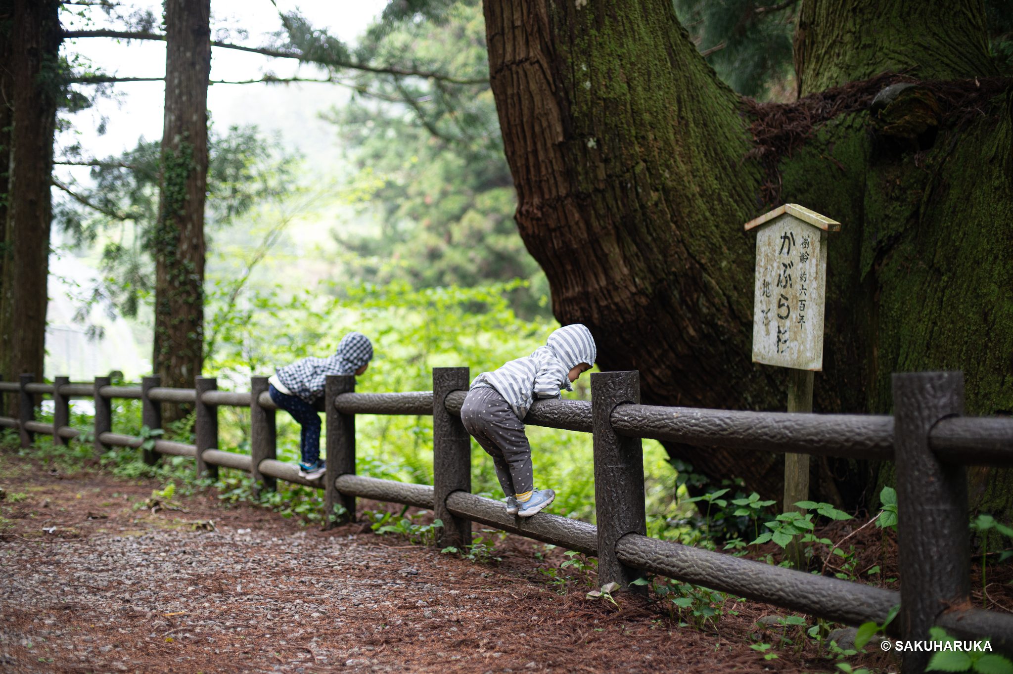 Shimane 1